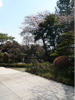 桜の花が満開の常泉寺