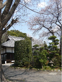 桜の花が満開の常泉寺